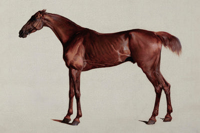 STUDY OF A HORSE