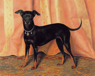 STUDY OF BIJOU, A BICHON TERRIER