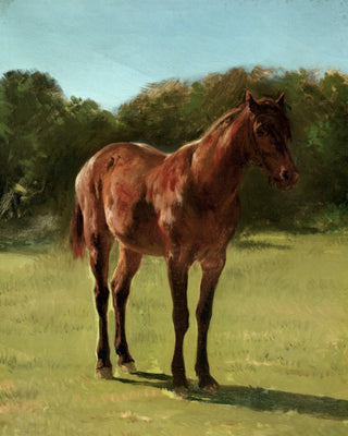 STUDY OF HORSE