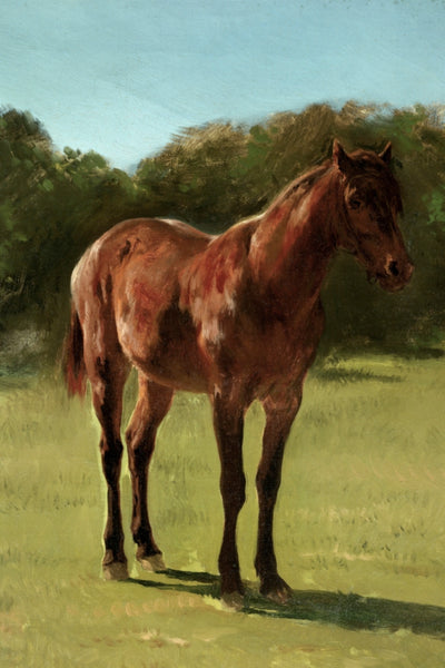 STUDY OF HORSE