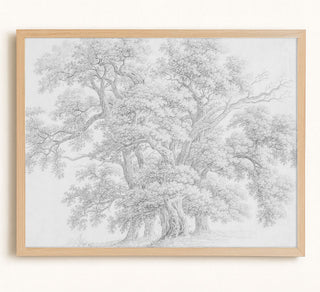STUDY OF OAK TREES - Museum Quality Art