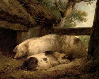 STUDY OF PIGS