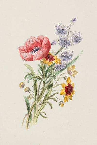 STUDY OF WILDFLOWERS