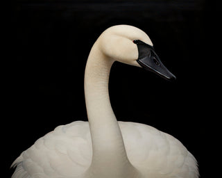 SWAN PORTRAIT