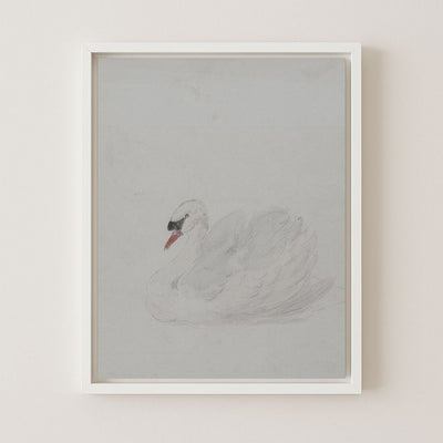SWAN - Museum Quality Art