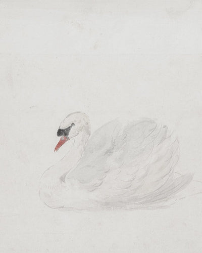 Swan