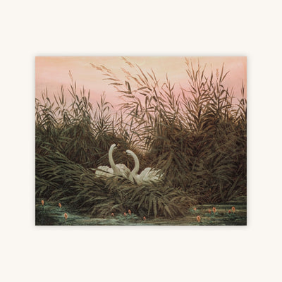 SWANS IN THE REEDS — Primary Image