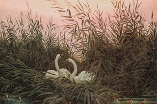 SWANS IN THE REEDS