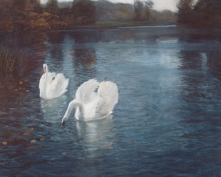 SWANS ON THE RIVER