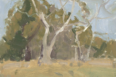 SYCAMORE TREES STUDY