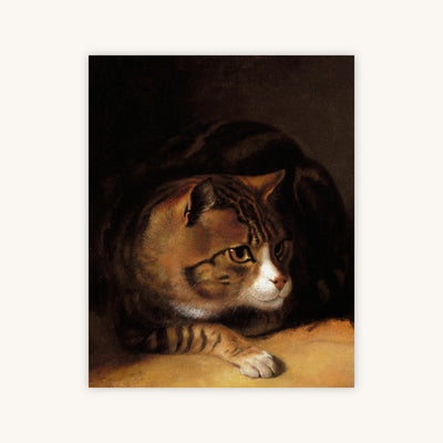 TABBY CAT — Primary Image