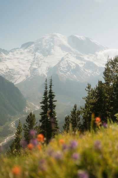 Tahoma in Bloom