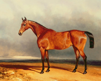 The Bay Hunter