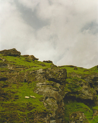 The Grazers