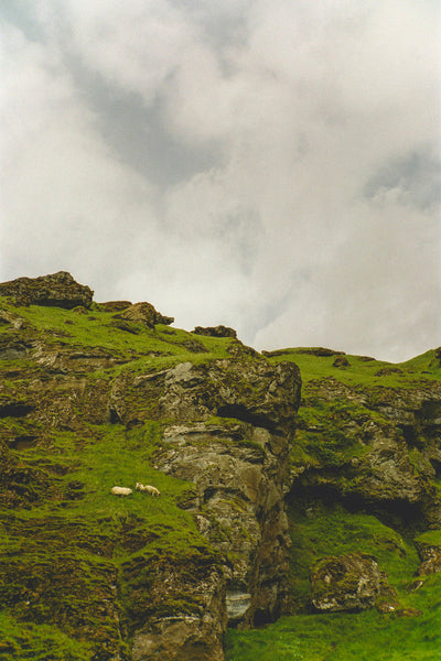 The Grazers