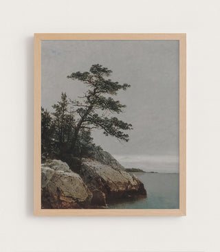 The Old Pine