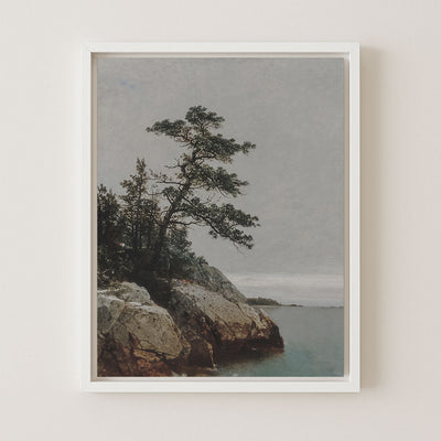 The Old Pine