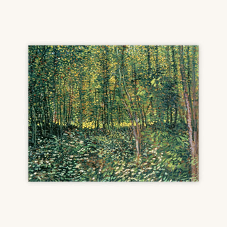 TREES AND UNDERGROWTH — Primary Image