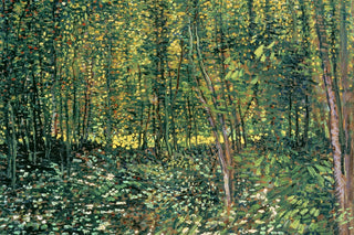 TREES AND UNDERGROWTH