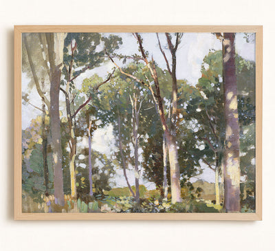 Trees in Sunlight