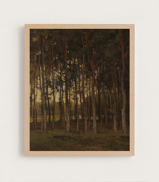View in the Woods