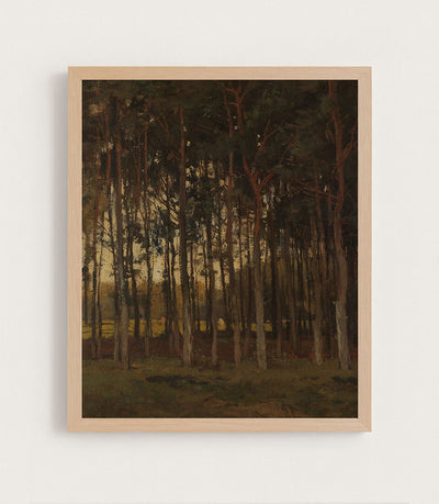 View in the Woods