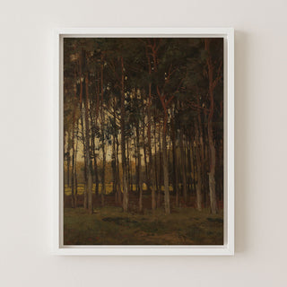 View in the Woods