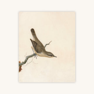 WARBLER REED WREN — Primary Image
