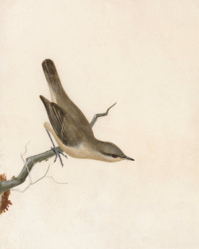 Warbler Reed Wren