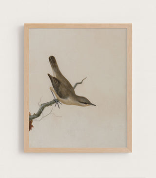 Warbler Reed Wren