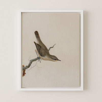 Warbler Reed Wren