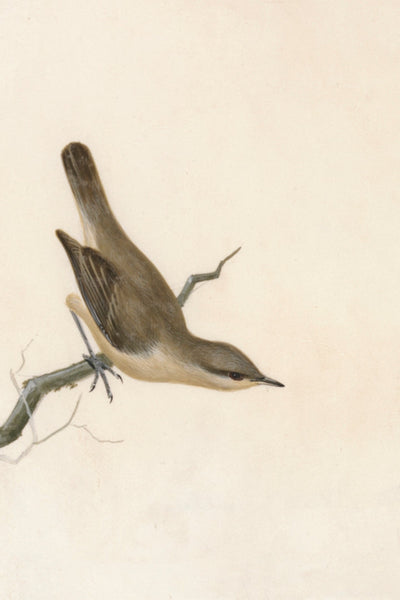 Warbler Reed Wren