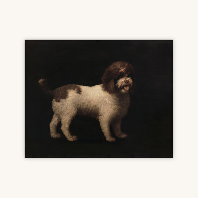 WATER SPANIEL — Primary Image