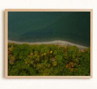 Where Forest Meets the Sea