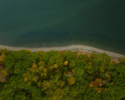 Where Forest Meets the Sea
