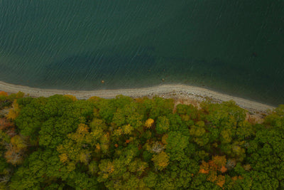 Where Forest Meets the Sea
