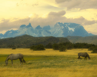 Where the Wild Horses Roam