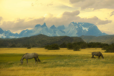 Where the Wild Horses Roam