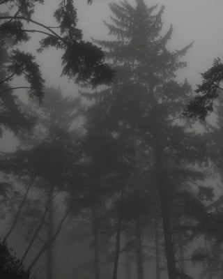 Whispers in the Fog