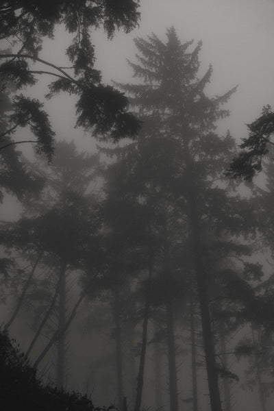 Whispers in the Fog