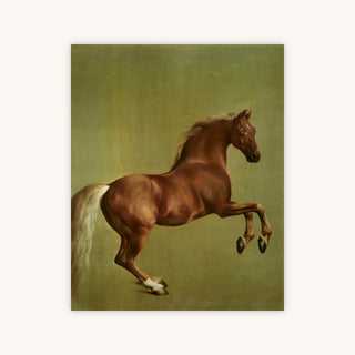 WHISTLEJACKET — Primary Image
