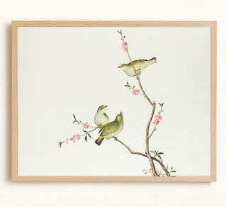 White-Eye Bird