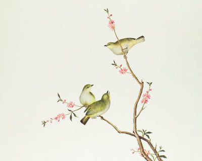 White-Eye Bird