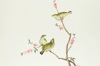 White-Eye Bird
