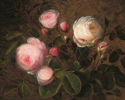 PINK AND WHITE ROSES