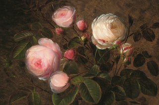 PINK AND WHITE ROSES
