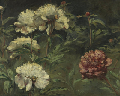 White and Red Peonies