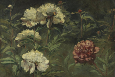 White and Red Peonies