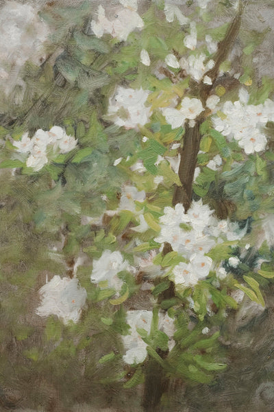White Blossom