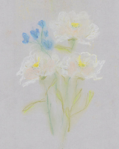 White Cosmos